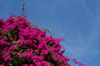 78 Venezuela - El Morro - beautiful flowers in the Andean village of El Morro - photo by A. Ferrari