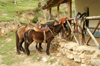 83 Venezuela - Los Nevados - horses outside an old hacienda - photo by A. Ferrari