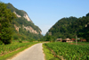 Ba Be National Park - vietnam: rural road and maize field - photo by Tran Thai