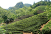 Ba Be National Park - vietnam: tea plantation - a daily drink in vietnam most of Asia - photo by Tran Thai