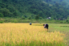 Ba Be National Park - vietnam: peasants harvesting rice with sickles - photo by Tran Thai