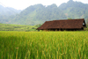 Ba Be National Park - vietnam: rice field and house - photo by Tran Thai