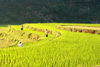Ba Be National Park - vietnam: farmers in a rice terrace - photo by Tran Thai