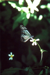 Cat-Ba Cat-Ba National Park - vietnam: butterfly on a flower - insect - photo by W.Schipper