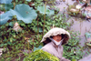 vietnam - Hue - Thua Thien province: wearing a water-lilly as an hat - water-lilly collector - photo by N.Cabana