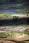 vietnam - Lao Cai Province - northeast region - Hmong country: terraced rice paddies - photo by W.Schipper