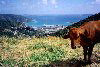 British Virgin Islands - Tortola: Henley - overlooking Road Town in bovine company (photo by M.Torres)