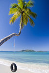 Tortola - Cane Garden Bay, British Virgin Islands: beach - coconut tree with swing - photo by D.Smith