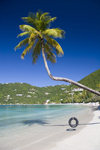 Tortola - Cane Garden Bay, British Virgin Islands: beach - coconut tree with tyre swing - photo by D.Smith