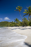 US Virgin Islands - St. Thomas - Magens Bay: beach - white sand and coconut trees (photo by David Smith)
