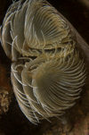 Martins Haven, Pembrokeshire, Wales:  fan worms - Bispira voltacornis - underwater image - photo by D.Stephens