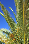 Layoune / El Aaiun, Saguia el-Hamra, Western Sahara: palm leaves - Blvd Hadji Baba Ahmed - photo by M.Torres