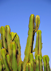 Layoune / El Aaiun, Saguia el-Hamra, Western Sahara: cactus - Blvd Hadji Baba Ahmed - photo by M.Torres