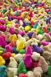 Sayun / Seiyun / Say'un, Hadhramaut Governorate, Yemen: baby chickens, dyed unnatural color - poultry rainbow - Gallus gallus domesticus chicks - photo by J.Pemberton