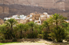 Wadi Hadhramaut, Hadhramaut Governorate, Yemen: traditional Arabian peninsula village with date palms -  fertile oasis - photo by J.Pemberton