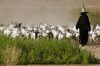 Wadi Hadhramaut, Hadhramaut Governorate, Yemen: woman shepherd with a herd of goats - niqab - photo by J.Pemberton