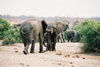 Kafue National Park, Zambia: elephants - photo by C.Engelbrecht