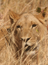 Masuwe, Matabeleland North province, Zimbabwe: lion in the tall grass - photo by R.Eime
