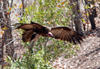 Victoria Falls Safari Lodge, Matabeleland North province, Zimbabwe: vulture in flight - photo by R.Eime