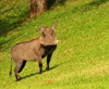 Victoria Falls, Matabeleland North, Zimbabwe: Victoria Falls Hotel - Southern Warthog in the lawn - Phacochoerus africanus sundevallii - photo by M.Torres