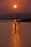 Lake Kariba, Mashonaland West province, Zimbabwe: spectacular watery sunset- silhouette of trees in an area flooded 50 years ago when the Kariba dam was built - photo by C.Lovell