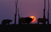Lake Kariba, Mashonaland West province, Zimbabwe: sunset and silhouettes of Cape Buffalos - one of Africa's most dangerous animals - Syncerus Caffer - African Buffalo - photo by C.Lovell