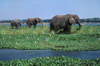 Zambezi River, Matabeleland North province, Zimbabwe: herd of African Elephant foraging in the river shallows- Loxodonta Africana - photo by C.Lovell