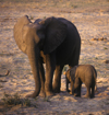Matusadona National Park, Mashonaland West province, Zimbabwe: baby Elephants are born weighing 150 Kilos and are well nurtured by their mothers - Loxodonta Africana - photo by C.Lovell