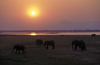 Matusadona National Park, Mashonaland West province, Zimbabwe: African Elephants are matriarchal society with the bulls living separately - sunset and herd by the lake - Loxodonta Africana- photo by C.Lovell