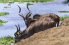 Matusadona National Park, Mashonaland West province, Zimbabwe: young male Greater Kudus drink from Lake Kariba - Tragalaphus Scriptus - photo by C.Lovell