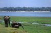 Matusadona National Park, Mashonaland West province, Zimbabwe: Elephants on the lake shore - Loxodonta Africana - photo by C.Lovell
