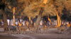 Matusadona National Park, Mashonaland West province, Zimbabwe: a herd of Southern Eland, the worlds largest antelope weighing up to 1000 kilos - Taurotragus Oryx - photo by C.Lovell