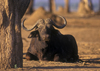 Matusadona National Park, Mashonaland West province, Zimbabwe: a bull Cape Buffalo rests under a tree - Syncerus Caffer - African Buffalo - photo by C.Lovell
