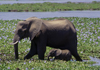 Matusadona National Park, Mashonaland West province, Zimbabwe: mother and baby walk in the water - African Elephants are splendid mothers and often the daughters live in moms herd for life - Loxodonta Africana - photo by C.Lovell