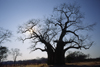 Matusadona National Park, Mashonaland West province, Zimbabwe: the eerie shape of a gigantic Baobab Tree - Adansonia digitata - solitary individual - photo by C.Lovell