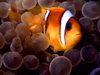 Egypt - Red Sea - Marsa Alam area: clown fish hiding in anemone - nemo (underwater photography by K.Osborn)