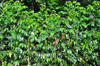 Saudade Plantation /  Fazenda Saudade, M-Zchi district, So Tom and Prncipe / STP: coffee plants - robusta variety - Coffea canephora - Conillon / plantas de caf - variedade robusta - photo by M.Torres