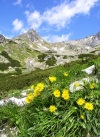 Slovakia - High Tatras: flowers and mountains - photo by J.Kaman
